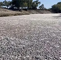Hàng triệu con cá chết trên sông ở Australia, mùi thối rữa bốc khủng khiếp
