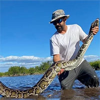 Trăn Miến Điện phát triển bùng nổ khiến Florida bất lực