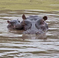 Hà mã có thể nín thở trong bao lâu dưới nước?