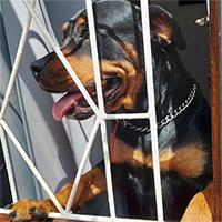 Chú chó rottweiler cứu chủ khỏi rắn mamba đen kịch độc