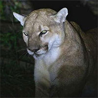 Con người là nguyên nhân chính khiến sư tử núi tử vong