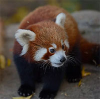 Gấu trúc đỏ có phải là động vật có vú có đuôi dài nhất trên hành tinh không?