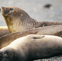 Hải tượng đực suy kiệt vì áp lực duy trì nòi giống