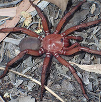 Phát hiện nhện khổng lồ quý hiếm ở Australia