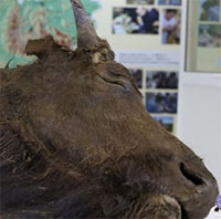 Kế hoạch nhân bản bò rừng bison tuyệt chủng 8.000 năm của các nhà khoa học Nga