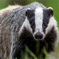 Lửng đào hang khiến Hà Lan phải ngừng chạy tàu