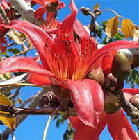 Những lợi ích sức khoẻ của hoa gạo, tận dụng ngay khi đang vào mùa