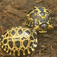 Cụ rùa đực 90 tuổi lần đầu làm bố