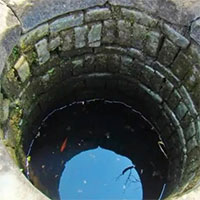 Vì sao cá được nuôi trong giếng hay bể nước mưa không thể lớn?