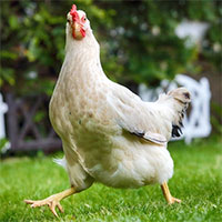 Điều gì sẽ xảy ra với con người nếu không có những con gà trên thế giới?