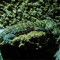 Tây Ban Nha nhân giống thành công loài thằn lằn lớn nhất thế giới