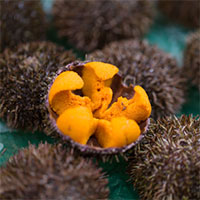 Nhà khoa học Việt chiết xuất chất chống oxy hóa từ nhím biển