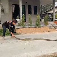 Cận cảnh màn bắt rắn hổ mang chúa "khổng lồ" dài 3,6 mét