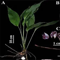 フエのフォンディエン自然保護区でハラン属の新種植物を発見