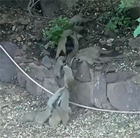 Đàn cầy mangut tấn công trăn để cứu đồng loại