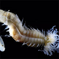 Phát hiện ba loài giun phát sáng có hình thù quái dị