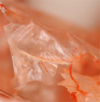 Bất ngờ loại hải sản có thể lấy vỏ làm 