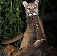 Sư tử núi thông minh, 