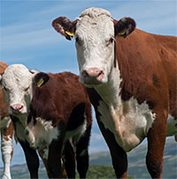 Bò sữa có thể được cho ăn chất ức chế methane để cắt giảm khí thải nhà kính