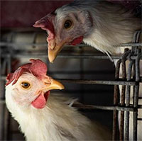 Dịch cúm gia cầm tồi tệ đến mức Nhật Bản hết đất chôn gà