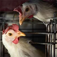 Dịch cúm gia cầm tồi tệ đến mức Nhật Bản hết đất chôn gà