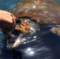 Loài rùa quý hiếm sống sót nhờ... biến đổi khí hậu