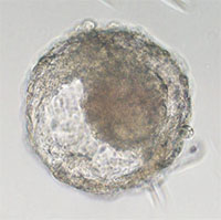 Trung Quốc tạo ra phôi khỉ mà không cần tới trứng và tinh trùng, 3 con khỉ cái đã mang thai nhờ đó