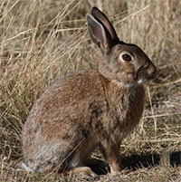 New Zealand muốn dùng virus truy sát thỏ hoang