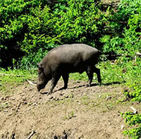 Tại sao lợn được coi là 