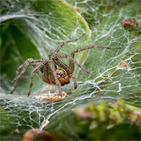 Nhện cái giả chết để con đực khỏi lo bị ăn thịt