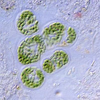 Nhật Bản có công nghệ tách vàng từ suối nước nóng