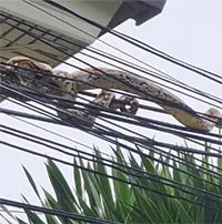 Trăn khổng lồ cuộn mình trên dây điện khiến người dân sợ hãi