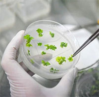 Trung Quốc thành lập chuỗi ngân hàng hạt giống để lưu trữ nguồn gene thực vật