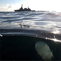 Nhiệt độ bề mặt đại dương thế giới cao chưa từng thấy