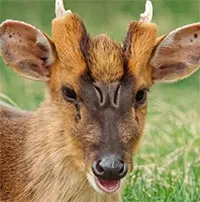 Loài hươu sở hữu gương mặt đáng sợ như quái vật ngoài hành tinh