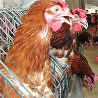 Ca tử vong đầu tiên trên thế giới vì cúm gia cầm H3N8 ở Trung Quốc