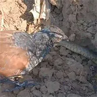 Video: Chim bìm bịp háu chiến mổ vỡ đầu rắn lục, kéo con mồi từ hang lên ăn thịt