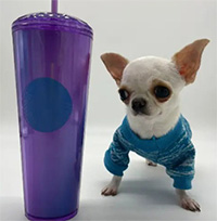 Kỷ lục mới về con chó lùn nhất thế giới