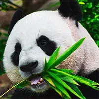 Gấu trúc khổng lồ có thể sinh sống được trên cao nguyên không?