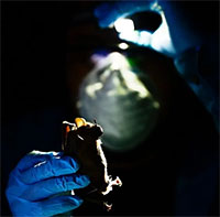 Các dịch bệnh trong tương lai có thể xuất phát từ đâu?