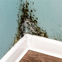 Tổng hợp các triệu chứng phơi nhiễm nấm mốc phổ biến