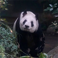 Cuộc sống đơn độc của cô gấu trúc bị lãng quên ở Mexico