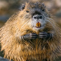 Chuột xâm hại nặng tới 9kg đe dọa nước Mỹ