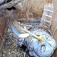 Cú đực đi săn, mang rắn về cho 