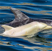Lần đầu tiên phát hiện cá heo bạch tạng cực hiếm ở châu Phi