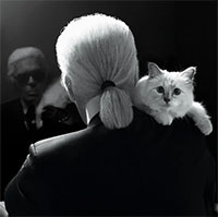 Con mèo giàu có và nổi tiếng nhất thế giới kiếm được bao nhiêu tiền mỗi năm?