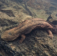 Kỳ giông khổng lồ sắp tuyệt chủng vì ăn con