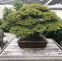 Ngắm cây bonsai gần 400 tuổi vượt qua vụ đánh bom Hiroshima