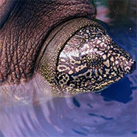 Cá thể rùa Hoàn Kiếm ở Đồng Mô đã qua đời