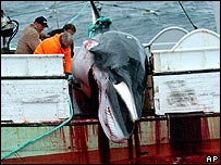 Nhật vận động săn bắt cá voi